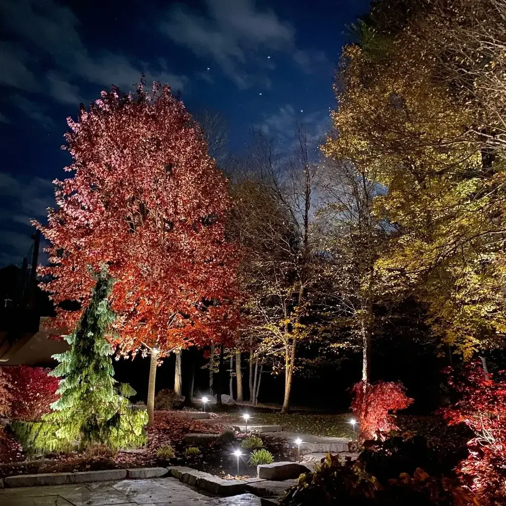 Tree and shrub uplighting in Toronto